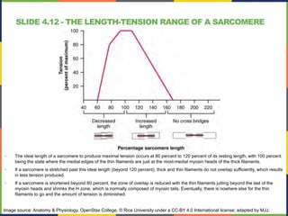 SLIDE 4.12 - THE LENGTH-TENSION RANGE OF A SARCOMERE
• The ideal length of a sarcomere to produce maximal tension occurs at 80 percent to 120 percent of its resting length, with 100 percent
being the state where the medial edges of the thin filaments are just at the most-medial myosin heads of the thick filaments.
• If a sarcomere is stretched past this ideal length (beyond 120 percent), thick and thin filaments do not overlap sufficiently, which results
in less tension produced.
• If a sarcomere is shortened beyond 80 percent, the zone of overlap is reduced with the thin filaments jutting beyond the last of the
myosin heads and shrinks the H zone, which is normally composed of myosin tails. Eventually, there is nowhere else for the thin
filaments to go and the amount of tension is diminished.
Image source: Anatomy & Physiology, OpenStax College, © Rice University under a CC-BY 4.0 International license; adapted by MJJ.
 