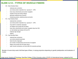 SLIDE 4.14 – TYPES OF MUSCLE FIBERS
1. SO – Slow Oxidative fibers
• relatively slow contraction
• use mainly aerobic respiration (O2 + glucose ! ATP)
• have many mitochondria and contain myoglobin
• capable of long work without fatigue
• generate moderate level of tension
• maintaining posture, stabilizing bones and joints
2. FO – Fast Oxidative fibers
• relatively fast contraction
• use mainly aerobic respiration (O2 + glucose ! ATP)
• may switch to anaerobic respiration
• can fatigue more quickly than SO fibers
• have many mitochondria and contain myoglobin (less than SO)
• an intermediate type between SO and FG
• relatively high strength
• walking
3. FG – Fast Glucolytic fibers
• relatively fast contractions
• use mainly anaerobic glycolysis
• high amounts of glycogen
• low number of mitochondria and low level of myoglobin
• fatigue more quickly than the types above
• rapid, forceful contractions, but short effort (for example sprinting)
Muscles in human body cosist of all three types of fibers, in varying proportions depending on genetic predisposition and localization of
muslce.
Image source: Anatomy & Physiology, OpenStax College, © Rice University under a CC-BY 4.0 International license; adapted by MJJ.
 