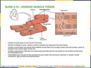SLIDE 4.16 – CARDIAC MUSCLE TISSUE
• Cardiac muscle tissue is only found in the heart.
• Similar to skeletal muscle, cardiac muscle is striated and organized into sarcomeres.
• Cardiac muscle fibers are shorter than skeletal muscle fibers and usually contain only one nucleus, which is
located in the central region of the cell.
• Cardiac muscle fibers cells also are extensively branched and are connected to one another at their ends
by intercalated discs.
• Intercalated discs are part of the sarcolemma and contain two structures important in cardiac muscle
contraction: gap junctions and desmosomes.
Image source: Anatomy & Physiology, OpenStax College, © Rice University under a CC-BY 4.0 International license; adapted by MJJ.
 