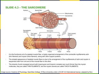 SLIDE 4.3 – THE SARCOMERE
• It is the functional unit of a skeletal muscle fiber, a highly organized arrangement of the contractile myofilaments actin
(thin filament) and myosin (thick filament), along with other support proteins.
• The striated appearance of skeletal muscle fibers is due to the arrangement of the myofilaments of actin and myosin in
sequential order from one end of the muscle fiber to the other.
• The strands of actin (wrapped around with tropomyosin and troponin complex) are much thinner than the myosin
molecules, they are called THIN FILAMENTS, and the myosin strands are called THICK FILAMENTS.
Image source: Anatomy & Physiology, OpenStax College, © Rice University under a CC-BY 4.0 International license; adapted by MJJ.
 
