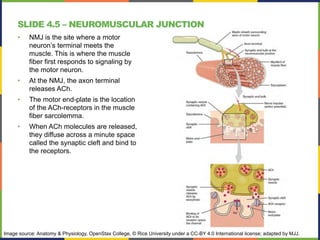 SLIDE 4.5 – NEUROMUSCULAR JUNCTION
• NMJ is the site where a motor
neuron’s terminal meets the
muscle. This is where the muscle
fiber first responds to signaling by
the motor neuron.
• At the NMJ, the axon terminal
releases ACh.
• The motor end-plate is the location
of the ACh-receptors in the muscle
fiber sarcolemma.
• When ACh molecules are released,
they diffuse across a minute space
called the synaptic cleft and bind to
the receptors.
Image source: Anatomy & Physiology, OpenStax College, © Rice University under a CC-BY 4.0 International license; adapted by MJJ.
 