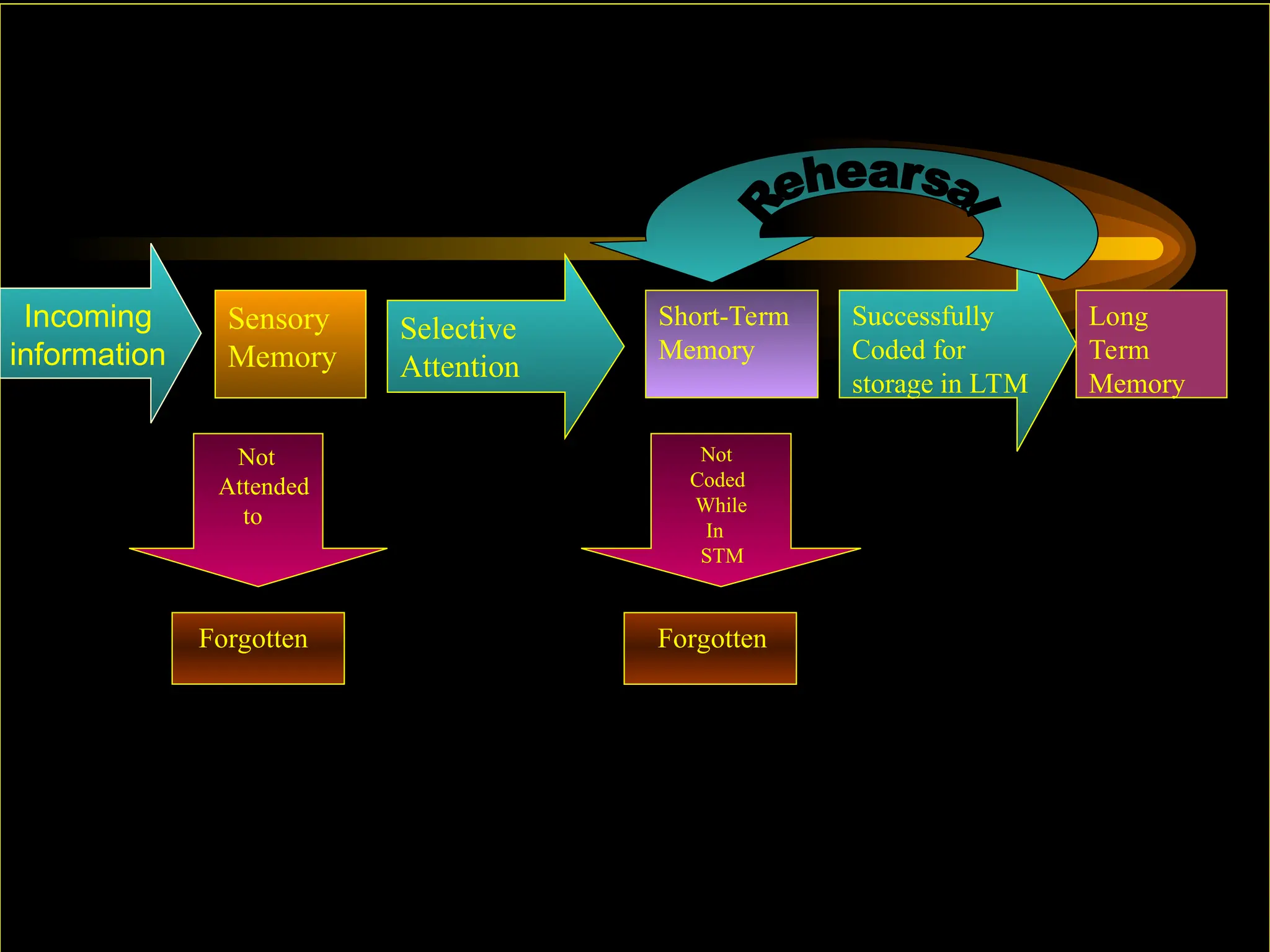 Sensory
Memory
Selective
Attention
Short-Term
Memory
Successfully
Coded for
storage in LTM
Long
Term
Memory
Not
Attended
to
Not
Coded
While
In
STM
Forgotten Forgotten
Incoming
information
 