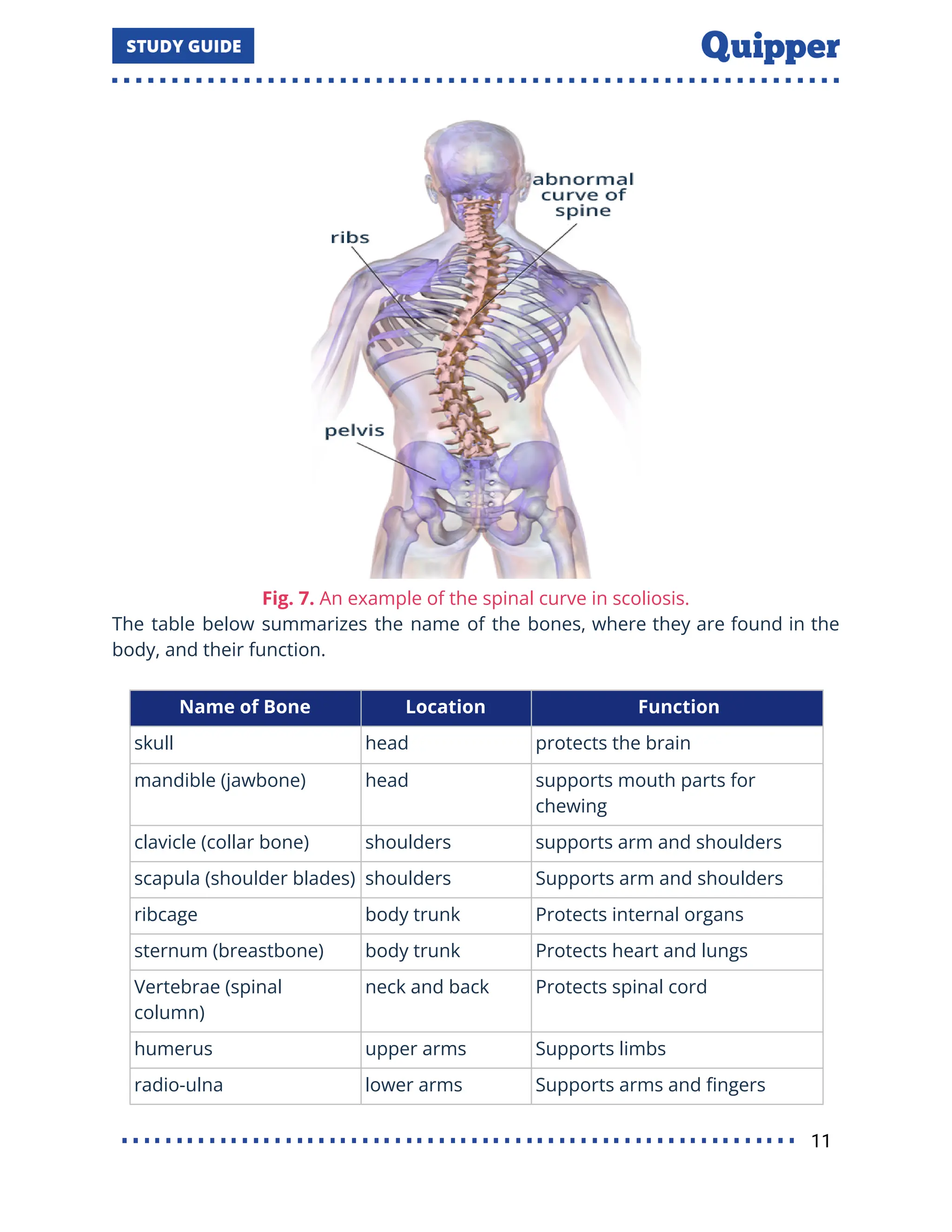 Fig. 7. An example of the spinal curve in scoliosis.
The table below summarizes the name of the bones, where they are found in the
body, and their function.
Name of Bone Location Function
skull head protects the brain
mandible (jawbone) head supports mouth parts for
chewing
clavicle (collar bone) shoulders supports arm and shoulders
scapula (shoulder blades) shoulders Supports arm and shoulders
ribcage body trunk Protects internal organs
sternum (breastbone) body trunk Protects heart and lungs
Vertebrae (spinal
column)
neck and back Protects spinal cord
humerus upper arms Supports limbs
radio-ulna lower arms Supports arms and ﬁngers
11
 