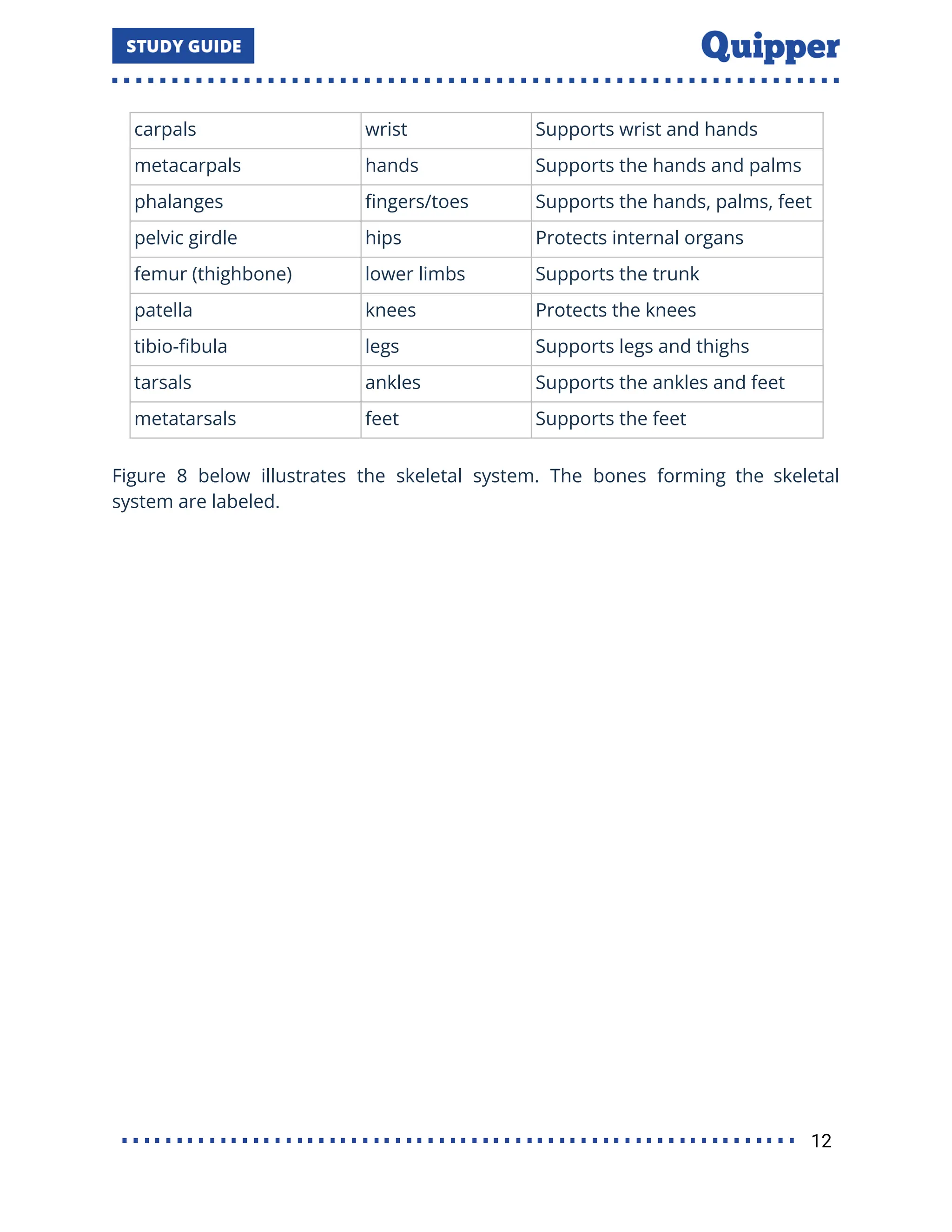 carpals wrist Supports wrist and hands
metacarpals hands Supports the hands and palms
phalanges ﬁngers/toes Supports the hands, palms, feet
pelvic girdle hips Protects internal organs
femur (thighbone) lower limbs Supports the trunk
patella knees Protects the knees
tibio-ﬁbula legs Supports legs and thighs
tarsals ankles Supports the ankles and feet
metatarsals feet Supports the feet
Figure 8 below illustrates the skeletal system. The bones forming the skeletal
system are labeled.
12
 