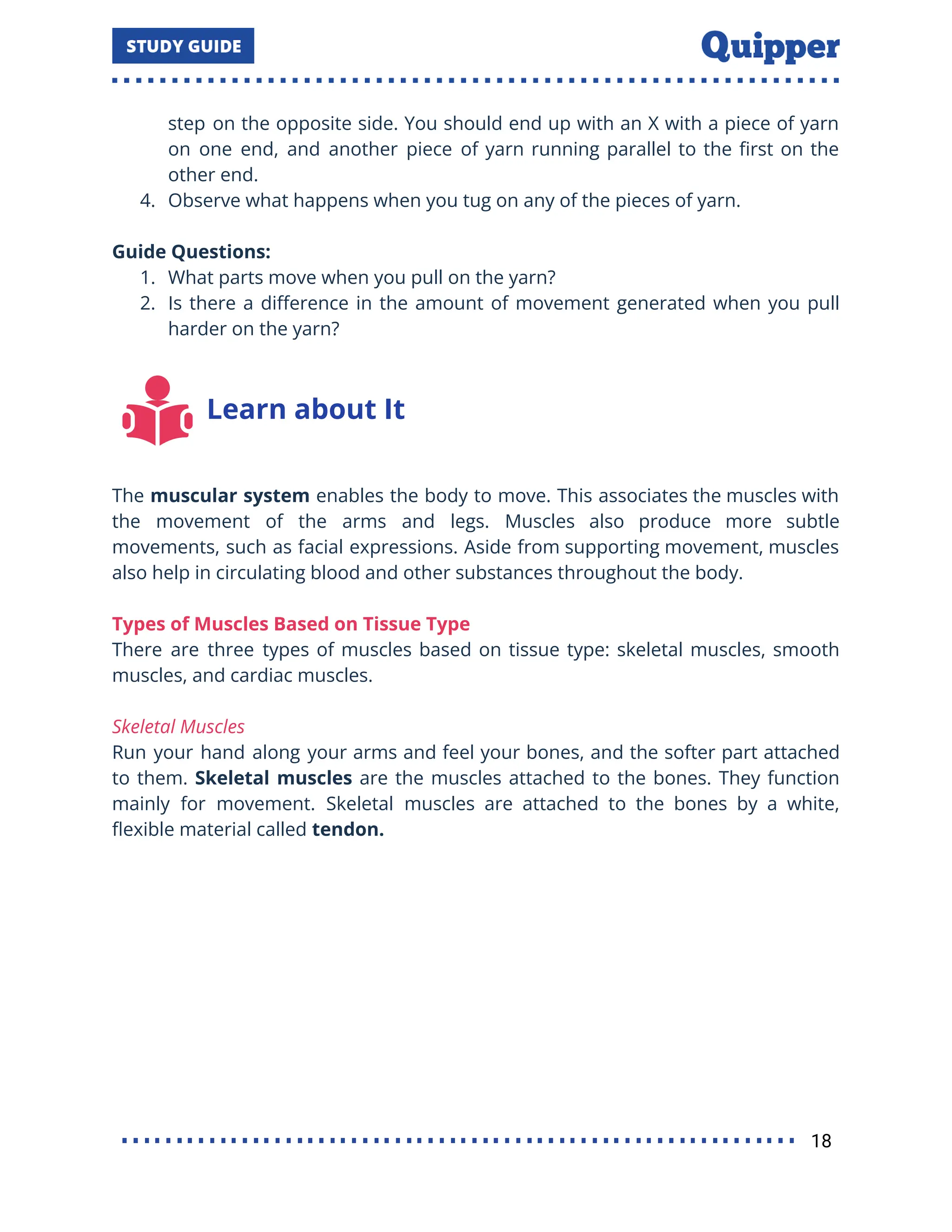 step on the opposite side. You should end up with an X with a piece of yarn
on one end, and another piece of yarn running parallel to the ﬁrst on the
other end.
4. Observe what happens when you tug on any of the pieces of yarn.
Guide Questions:
1. What parts move when you pull on the yarn?
2. Is there a diﬀerence in the amount of movement generated when you pull
harder on the yarn?
Learn about It
The muscular system enables the body to move. This associates the muscles with
the movement of the arms and legs. Muscles also produce more subtle
movements, such as facial expressions. Aside from supporting movement, muscles
also help in circulating blood and other substances throughout the body.
Types of Muscles Based on Tissue Type
There are three types of muscles based on tissue type: skeletal muscles, smooth
muscles, and cardiac muscles.
Skeletal Muscles
Run your hand along your arms and feel your bones, and the softer part attached
to them. Skeletal muscles are the muscles attached to the bones. They function
mainly for movement. Skeletal muscles are attached to the bones by a white,
ﬂexible material called tendon.
18
 