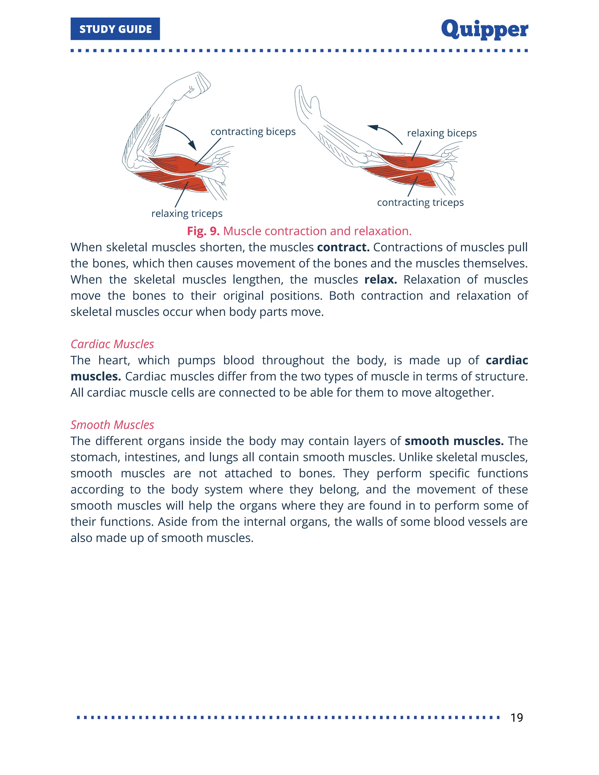 Fig. 9. Muscle contraction and relaxation.
When skeletal muscles shorten, the muscles contract. Contractions of muscles pull
the bones, which then causes movement of the bones and the muscles themselves.
When the skeletal muscles lengthen, the muscles relax. Relaxation of muscles
move the bones to their original positions. Both contraction and relaxation of
skeletal muscles occur when body parts move.
Cardiac Muscles
The heart, which pumps blood throughout the body, is made up of cardiac
muscles. Cardiac muscles diﬀer from the two types of muscle in terms of structure.
All cardiac muscle cells are connected to be able for them to move altogether.
Smooth Muscles
The diﬀerent organs inside the body may contain layers of smooth muscles. The
stomach, intestines, and lungs all contain smooth muscles. Unlike skeletal muscles,
smooth muscles are not attached to bones. They perform speciﬁc functions
according to the body system where they belong, and the movement of these
smooth muscles will help the organs where they are found in to perform some of
their functions. Aside from the internal organs, the walls of some blood vessels are
also made up of smooth muscles.
19
 