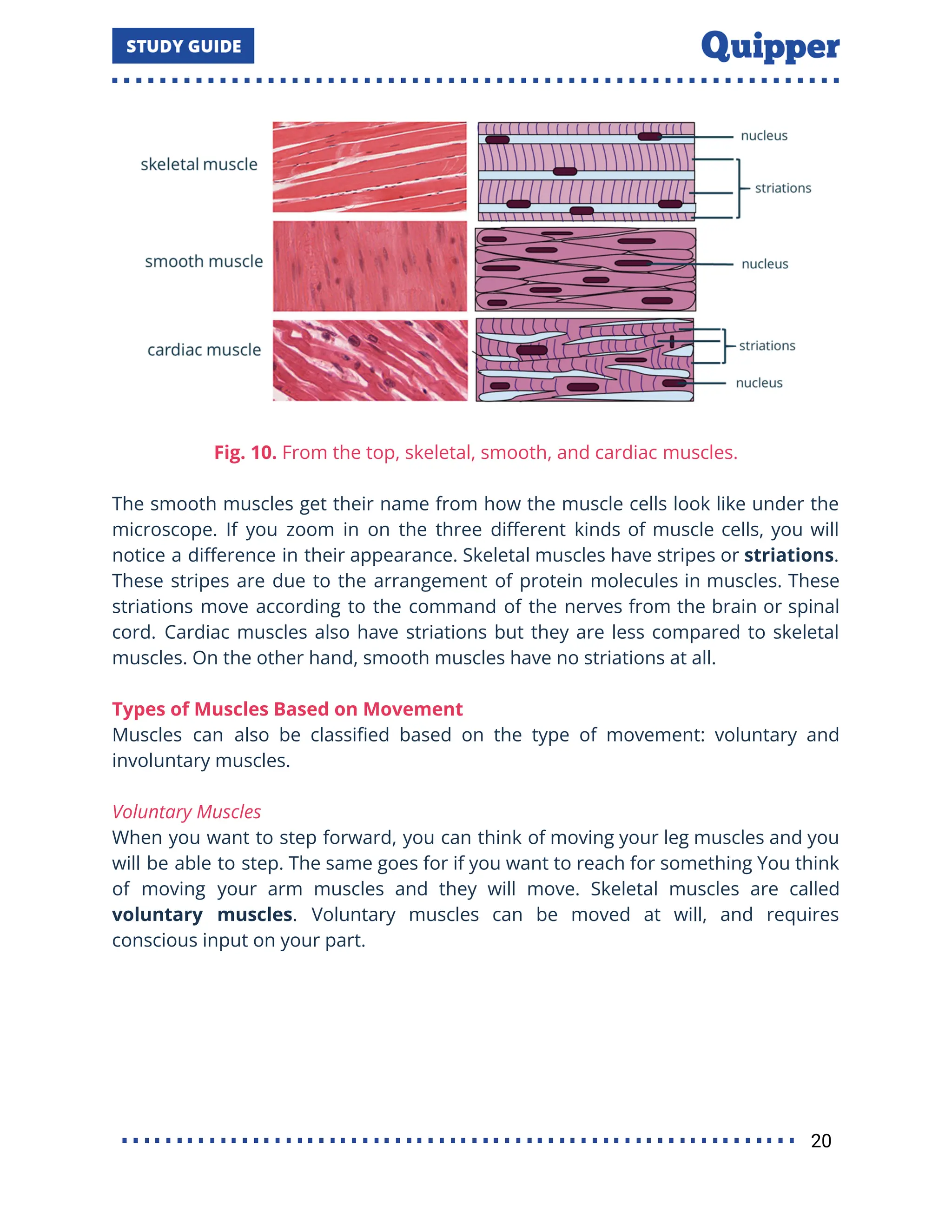 Fig. 10. From the top, skeletal, smooth, and cardiac muscles.
The smooth muscles get their name from how the muscle cells look like under the
microscope. If you zoom in on the three diﬀerent kinds of muscle cells, you will
notice a diﬀerence in their appearance. Skeletal muscles have stripes or striations.
These stripes are due to the arrangement of protein molecules in muscles. These
striations move according to the command of the nerves from the brain or spinal
cord. Cardiac muscles also have striations but they are less compared to skeletal
muscles. On the other hand, smooth muscles have no striations at all.
Types of Muscles Based on Movement
Muscles can also be classiﬁed based on the type of movement: voluntary and
involuntary muscles.
Voluntary Muscles
When you want to step forward, you can think of moving your leg muscles and you
will be able to step. The same goes for if you want to reach for something You think
of moving your arm muscles and they will move. Skeletal muscles are called
voluntary muscles. Voluntary muscles can be moved at will, and requires
conscious input on your part.
20
 