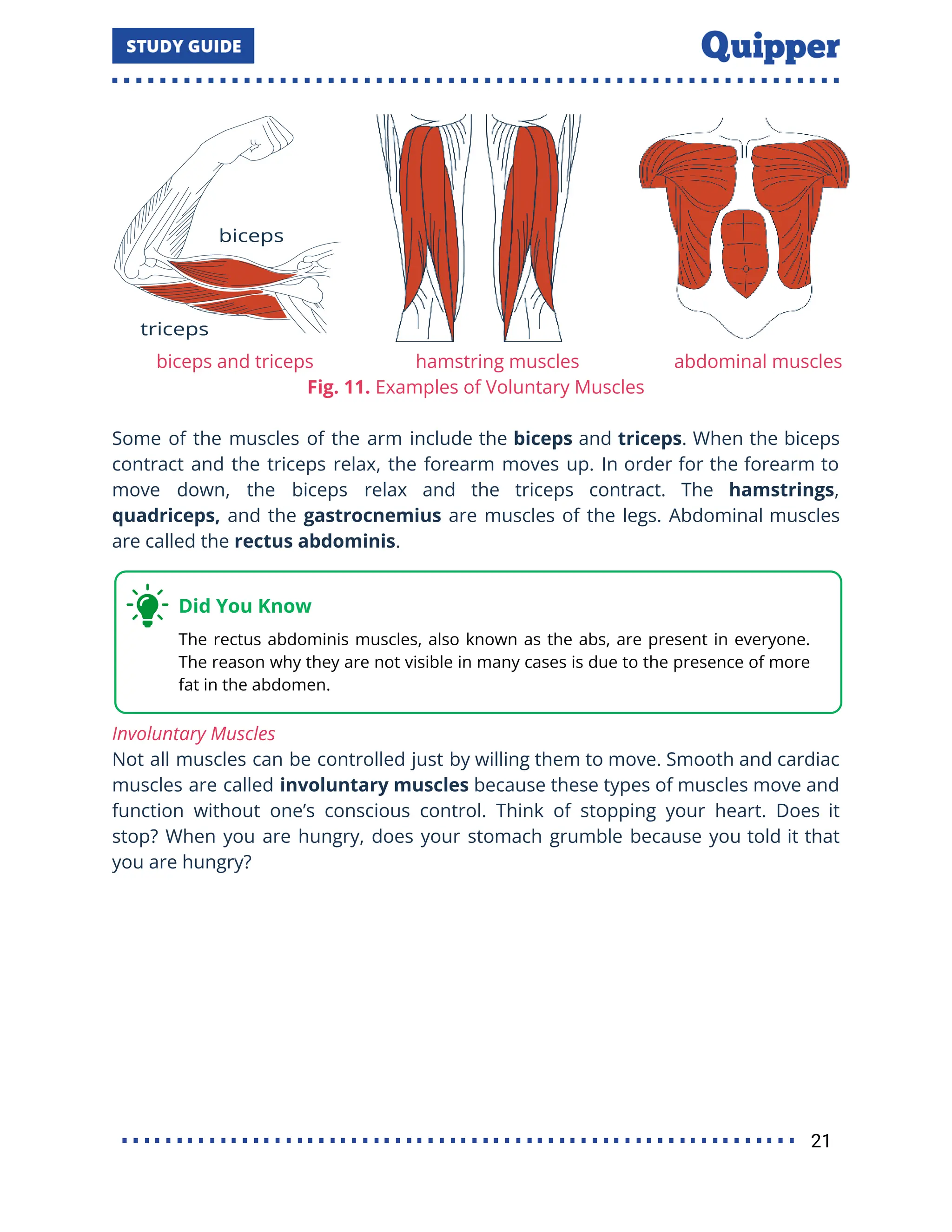 biceps and triceps hamstring muscles abdominal muscles
Fig. 11. Examples of Voluntary Muscles
Some of the muscles of the arm include the biceps and triceps. When the biceps
contract and the triceps relax, the forearm moves up. In order for the forearm to
move down, the biceps relax and the triceps contract. The hamstrings,
quadriceps, and the gastrocnemius are muscles of the legs. Abdominal muscles
are called the rectus abdominis.
Involuntary Muscles
Not all muscles can be controlled just by willing them to move. Smooth and cardiac
muscles are called involuntary muscles because these types of muscles move and
function without one’s conscious control. Think of stopping your heart. Does it
stop? When you are hungry, does your stomach grumble because you told it that
you are hungry?
21
 