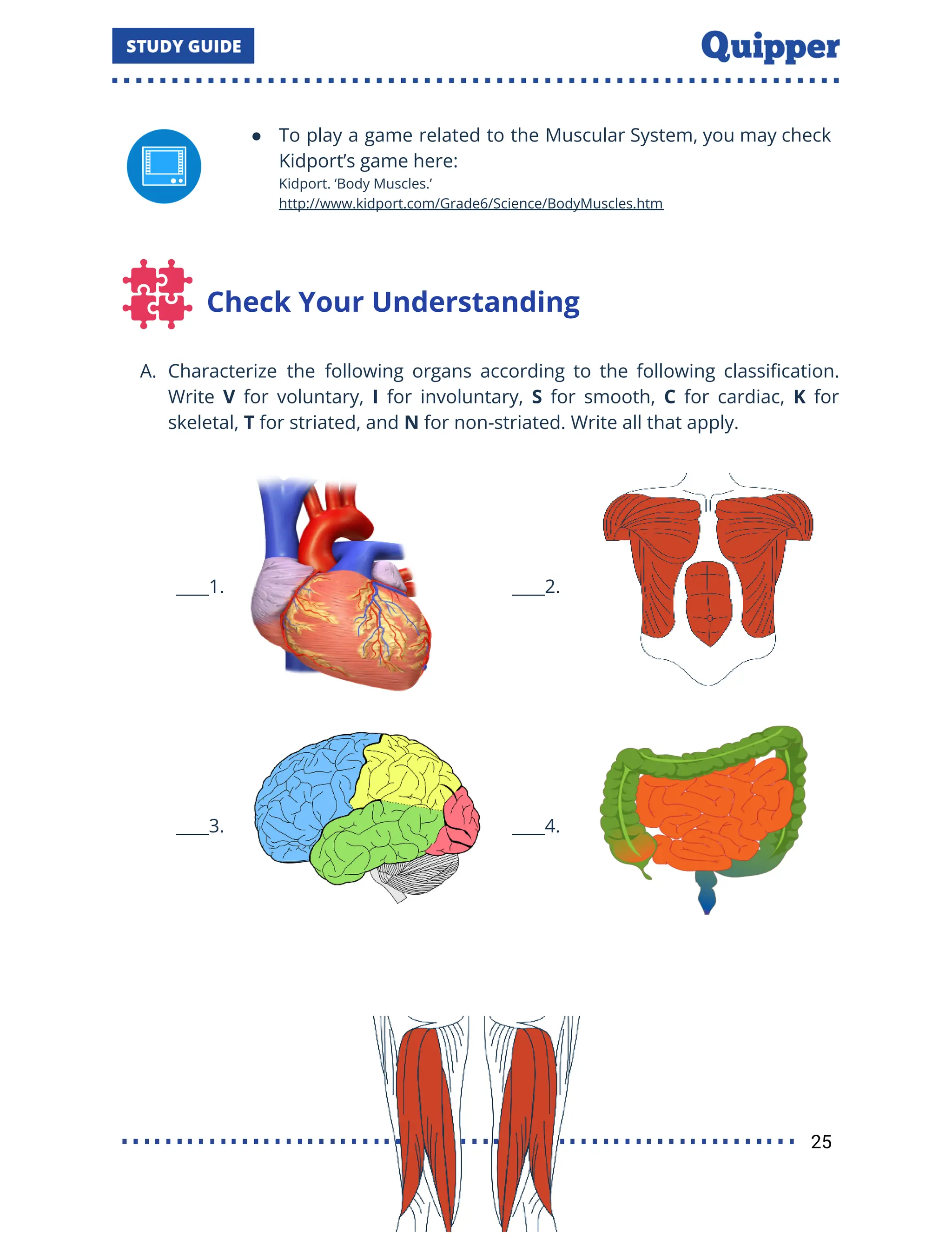 ● To play a game related to the Muscular System, you may check
Kidport’s game here:
Kidport. ‘Body Muscles.’
http://www.kidport.com/Grade6/Science/BodyMuscles.htm
Check Your Understanding
A. Characterize the following organs according to the following classiﬁcation.
Write V for voluntary, I for involuntary, S for smooth, C for cardiac, K for
skeletal, T for striated, and N for non-striated. Write all that apply.
____1. ____2.
____3. ____4.
25
 