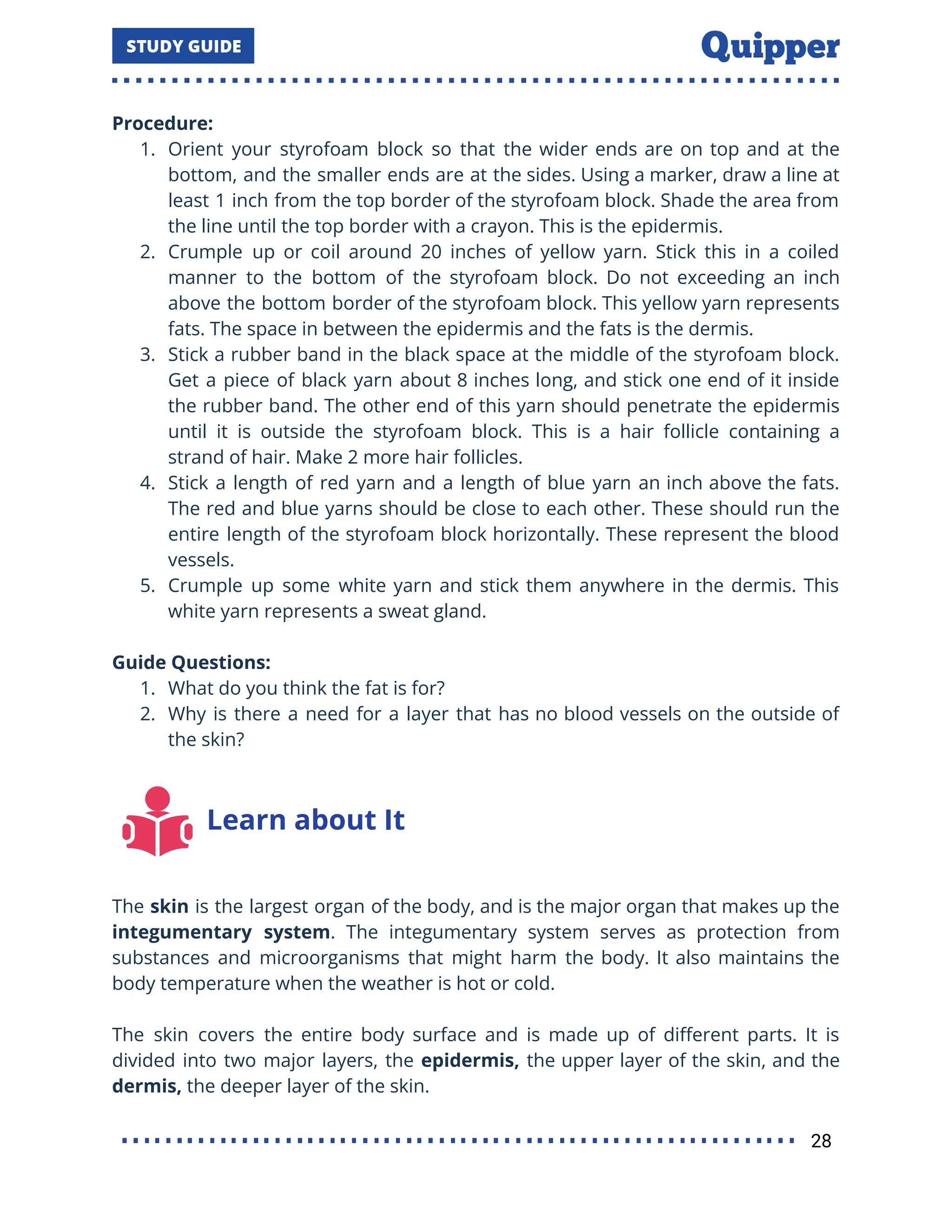 Procedure:
1. Orient your styrofoam block so that the wider ends are on top and at the
bottom, and the smaller ends are at the sides. Using a marker, draw a line at
least 1 inch from the top border of the styrofoam block. Shade the area from
the line until the top border with a crayon. This is the epidermis.
2. Crumple up or coil around 20 inches of yellow yarn. Stick this in a coiled
manner to the bottom of the styrofoam block. Do not exceeding an inch
above the bottom border of the styrofoam block. This yellow yarn represents
fats. The space in between the epidermis and the fats is the dermis.
3. Stick a rubber band in the black space at the middle of the styrofoam block.
Get a piece of black yarn about 8 inches long, and stick one end of it inside
the rubber band. The other end of this yarn should penetrate the epidermis
until it is outside the styrofoam block. This is a hair follicle containing a
strand of hair. Make 2 more hair follicles.
4. Stick a length of red yarn and a length of blue yarn an inch above the fats.
The red and blue yarns should be close to each other. These should run the
entire length of the styrofoam block horizontally. These represent the blood
vessels.
5. Crumple up some white yarn and stick them anywhere in the dermis. This
white yarn represents a sweat gland.
Guide Questions:
1. What do you think the fat is for?
2. Why is there a need for a layer that has no blood vessels on the outside of
the skin?
Learn about It
The skin is the largest organ of the body, and is the major organ that makes up the
integumentary system. The integumentary system serves as protection from
substances and microorganisms that might harm the body. It also maintains the
body temperature when the weather is hot or cold.
The skin covers the entire body surface and is made up of diﬀerent parts. It is
divided into two major layers, the epidermis, the upper layer of the skin, and the
dermis, the deeper layer of the skin.
28
 