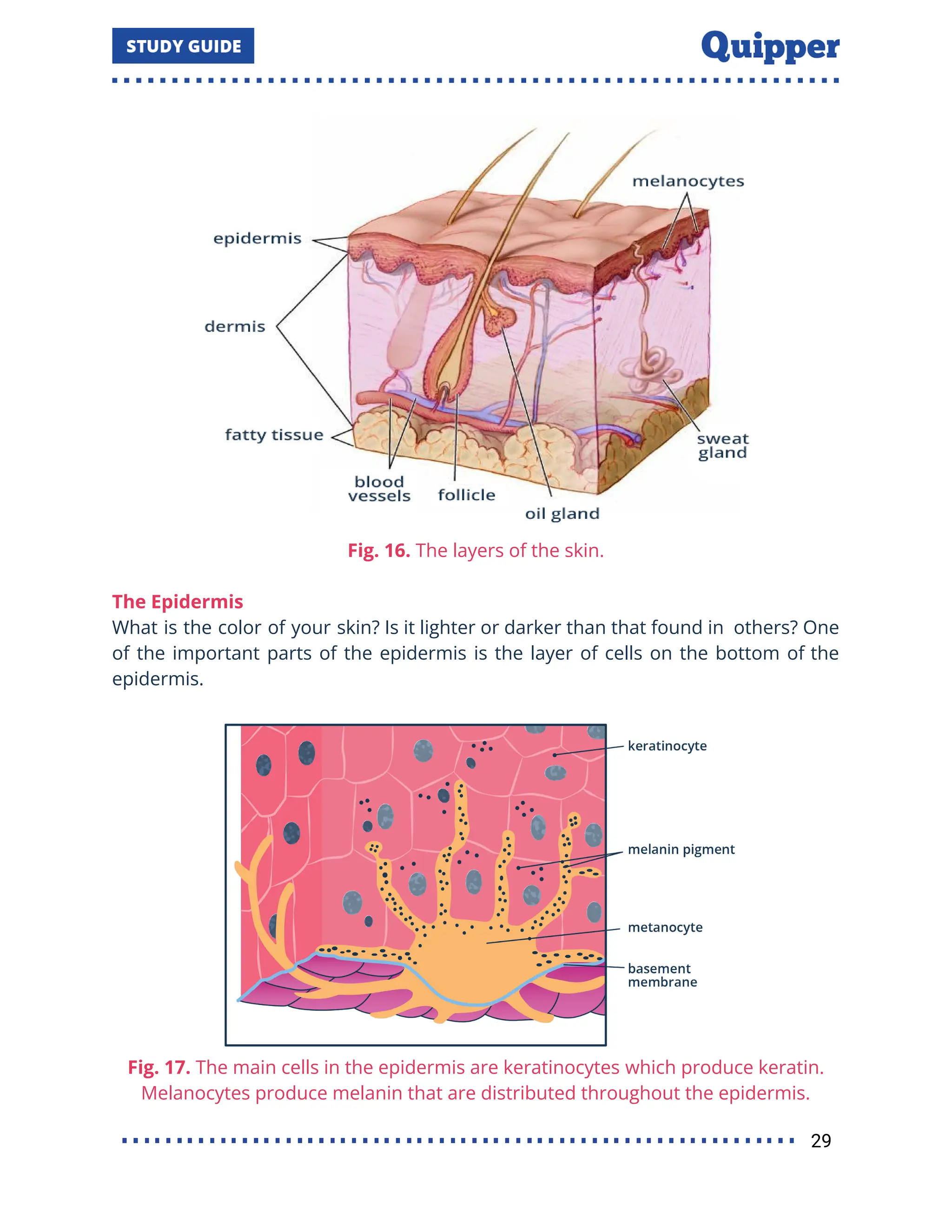 Fig. 16. The layers of the skin.
The Epidermis
What is the color of your skin? Is it lighter or darker than that found in others? One
of the important parts of the epidermis is the layer of cells on the bottom of the
epidermis.
Fig. 17. The main cells in the epidermis are keratinocytes which produce keratin.
Melanocytes produce melanin that are distributed throughout the epidermis.
29
 