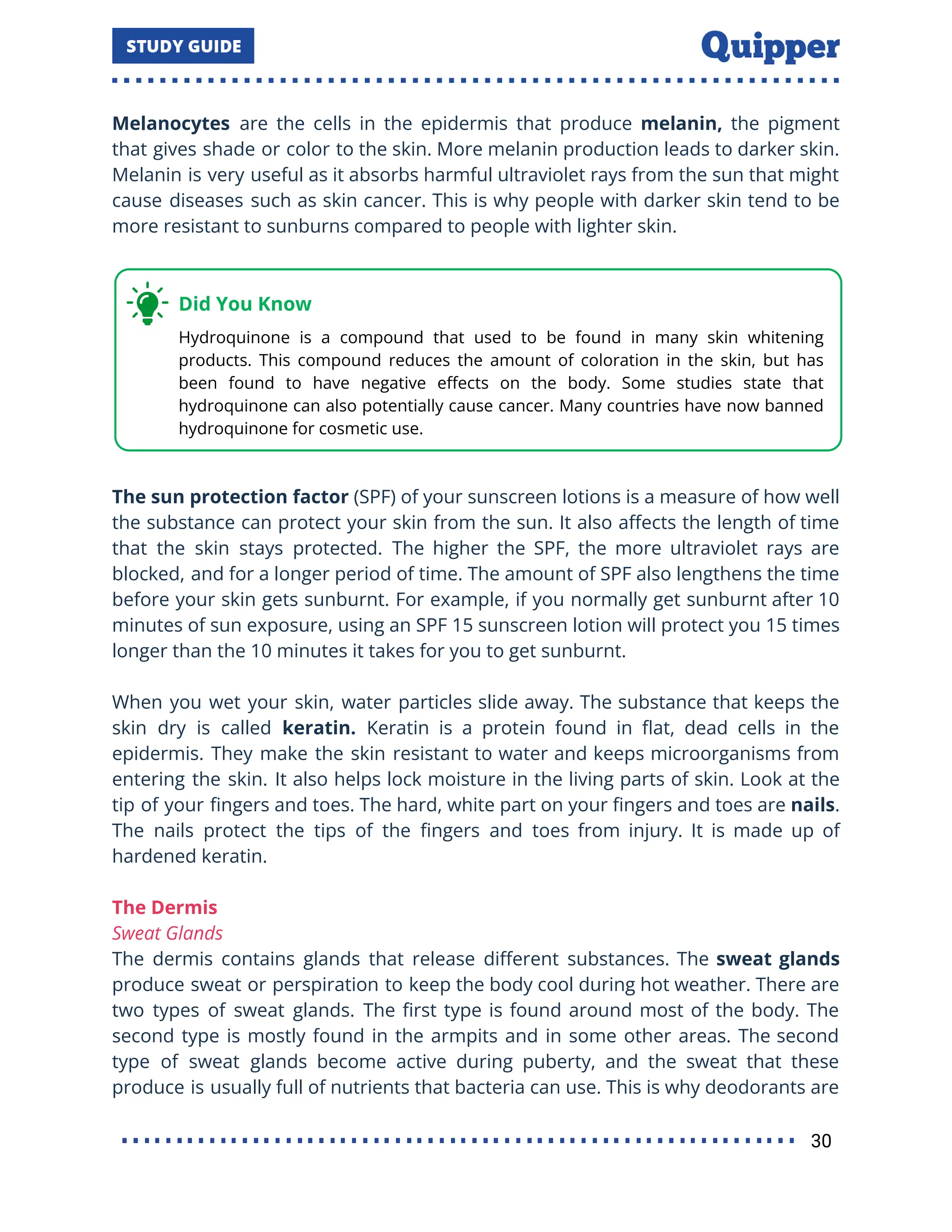 Melanocytes are the cells in the epidermis that produce melanin, the pigment
that gives shade or color to the skin. More melanin production leads to darker skin.
Melanin is very useful as it absorbs harmful ultraviolet rays from the sun that might
cause diseases such as skin cancer. This is why people with darker skin tend to be
more resistant to sunburns compared to people with lighter skin.
The sun protection factor (SPF) of your sunscreen lotions is a measure of how well
the substance can protect your skin from the sun. It also aﬀects the length of time
that the skin stays protected. The higher the SPF, the more ultraviolet rays are
blocked, and for a longer period of time. The amount of SPF also lengthens the time
before your skin gets sunburnt. For example, if you normally get sunburnt after 10
minutes of sun exposure, using an SPF 15 sunscreen lotion will protect you 15 times
longer than the 10 minutes it takes for you to get sunburnt.
When you wet your skin, water particles slide away. The substance that keeps the
skin dry is called keratin. Keratin is a protein found in ﬂat, dead cells in the
epidermis. They make the skin resistant to water and keeps microorganisms from
entering the skin. It also helps lock moisture in the living parts of skin. Look at the
tip of your ﬁngers and toes. The hard, white part on your ﬁngers and toes are nails.
The nails protect the tips of the ﬁngers and toes from injury. It is made up of
hardened keratin.
The Dermis
Sweat Glands
The dermis contains glands that release diﬀerent substances. The sweat glands
produce sweat or perspiration to keep the body cool during hot weather. There are
two types of sweat glands. The ﬁrst type is found around most of the body. The
second type is mostly found in the armpits and in some other areas. The second
type of sweat glands become active during puberty, and the sweat that these
produce is usually full of nutrients that bacteria can use. This is why deodorants are
30
 