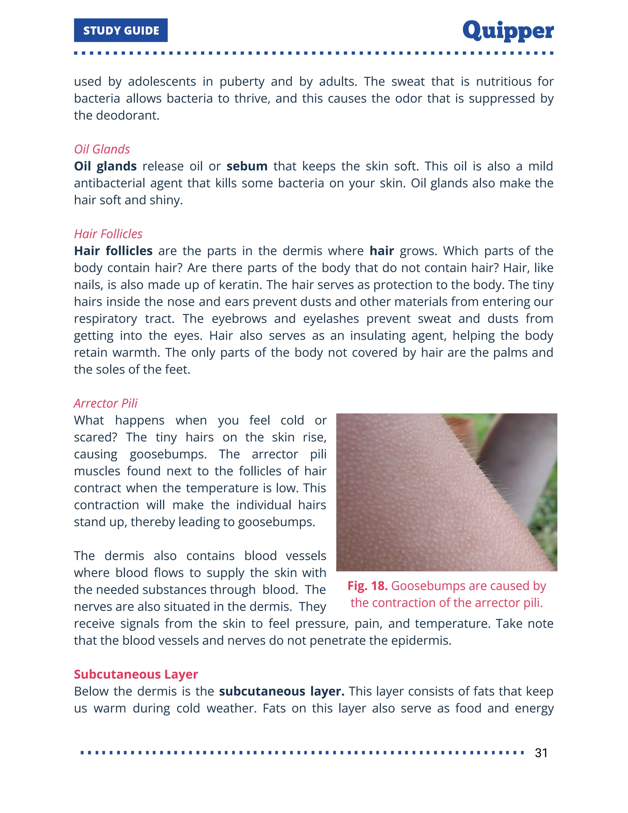 used by adolescents in puberty and by adults. The sweat that is nutritious for
bacteria allows bacteria to thrive, and this causes the odor that is suppressed by
the deodorant.
Oil Glands
Oil glands release oil or sebum that keeps the skin soft. This oil is also a mild
antibacterial agent that kills some bacteria on your skin. Oil glands also make the
hair soft and shiny.
Hair Follicles
Hair follicles are the parts in the dermis where hair grows. Which parts of the
body contain hair? Are there parts of the body that do not contain hair? Hair, like
nails, is also made up of keratin. The hair serves as protection to the body. The tiny
hairs inside the nose and ears prevent dusts and other materials from entering our
respiratory tract. The eyebrows and eyelashes prevent sweat and dusts from
getting into the eyes. Hair also serves as an insulating agent, helping the body
retain warmth. The only parts of the body not covered by hair are the palms and
the soles of the feet.
Arrector Pili
What happens when you feel cold or
scared? The tiny hairs on the skin rise,
causing goosebumps. The arrector pili
muscles found next to the follicles of hair
contract when the temperature is low. This
contraction will make the individual hairs
stand up, thereby leading to goosebumps.
The dermis also contains blood vessels
where blood ﬂows to supply the skin with
the needed substances through blood. The
nerves are also situated in the dermis. They
receive signals from the skin to feel pressure, pain, and temperature. Take note
that the blood vessels and nerves do not penetrate the epidermis.
Subcutaneous Layer
Below the dermis is the subcutaneous layer. This layer consists of fats that keep
us warm during cold weather. Fats on this layer also serve as food and energy
31
 