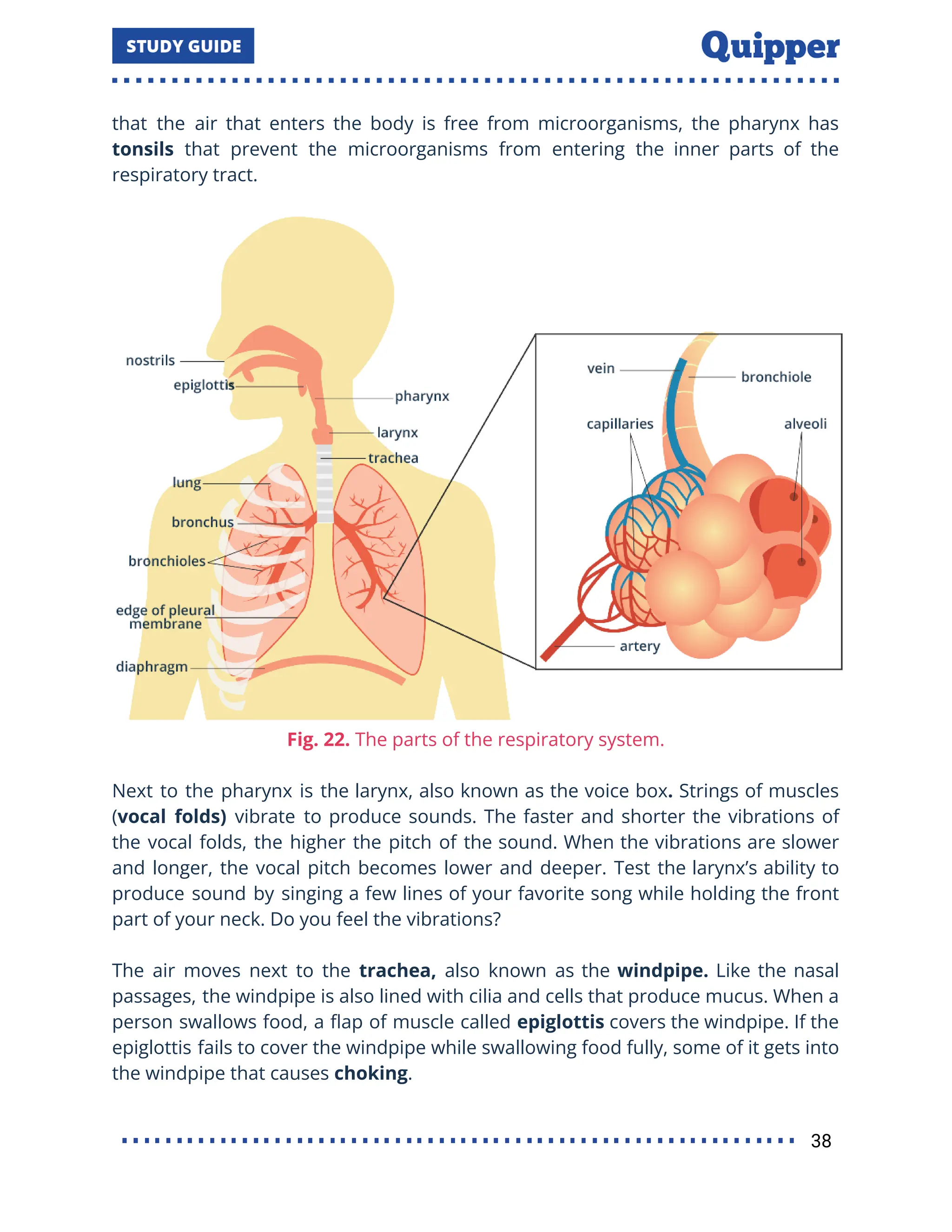 that the air that enters the body is free from microorganisms, the pharynx has
tonsils that prevent the microorganisms from entering the inner parts of the
respiratory tract.
Fig. 22. The parts of the respiratory system.
Next to the pharynx is the larynx, also known as the voice box. Strings of muscles
(vocal folds) vibrate to produce sounds. The faster and shorter the vibrations of
the vocal folds, the higher the pitch of the sound. When the vibrations are slower
and longer, the vocal pitch becomes lower and deeper. Test the larynx’s ability to
produce sound by singing a few lines of your favorite song while holding the front
part of your neck. Do you feel the vibrations?
The air moves next to the trachea, also known as the windpipe. Like the nasal
passages, the windpipe is also lined with cilia and cells that produce mucus. When a
person swallows food, a ﬂap of muscle called epiglottis covers the windpipe. If the
epiglottis fails to cover the windpipe while swallowing food fully, some of it gets into
the windpipe that causes choking.
38
 