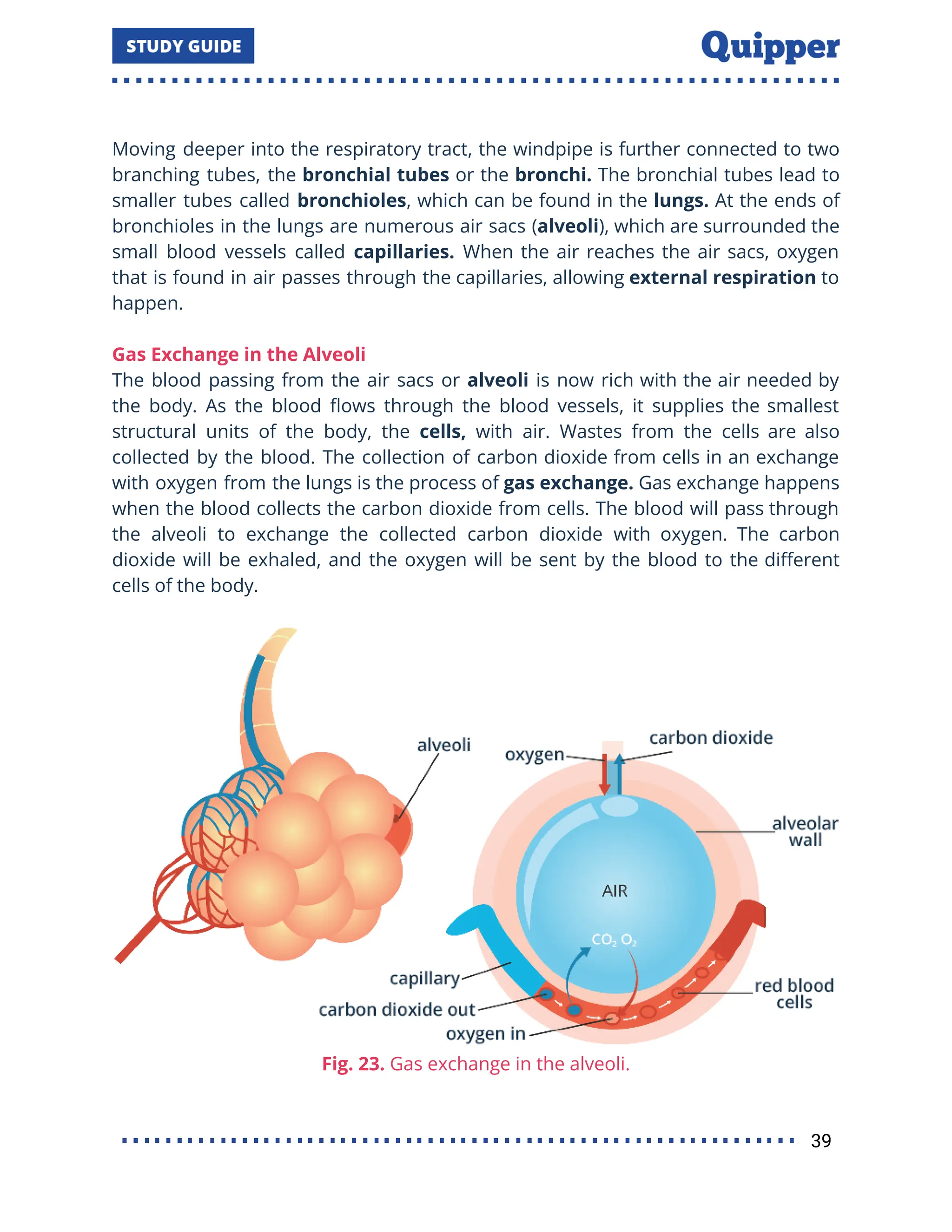 Moving deeper into the respiratory tract, the windpipe is further connected to two
branching tubes, the bronchial tubes or the bronchi. The bronchial tubes lead to
smaller tubes called bronchioles, which can be found in the lungs. At the ends of
bronchioles in the lungs are numerous air sacs (alveoli), which are surrounded the
small blood vessels called capillaries. When the air reaches the air sacs, oxygen
that is found in air passes through the capillaries, allowing external respiration to
happen.
Gas Exchange in the Alveoli
The blood passing from the air sacs or alveoli is now rich with the air needed by
the body. As the blood ﬂows through the blood vessels, it supplies the smallest
structural units of the body, the cells, with air. Wastes from the cells are also
collected by the blood. The collection of carbon dioxide from cells in an exchange
with oxygen from the lungs is the process of gas exchange. Gas exchange happens
when the blood collects the carbon dioxide from cells. The blood will pass through
the alveoli to exchange the collected carbon dioxide with oxygen. The carbon
dioxide will be exhaled, and the oxygen will be sent by the blood to the diﬀerent
cells of the body.
Fig. 23. Gas exchange in the alveoli.
39
 