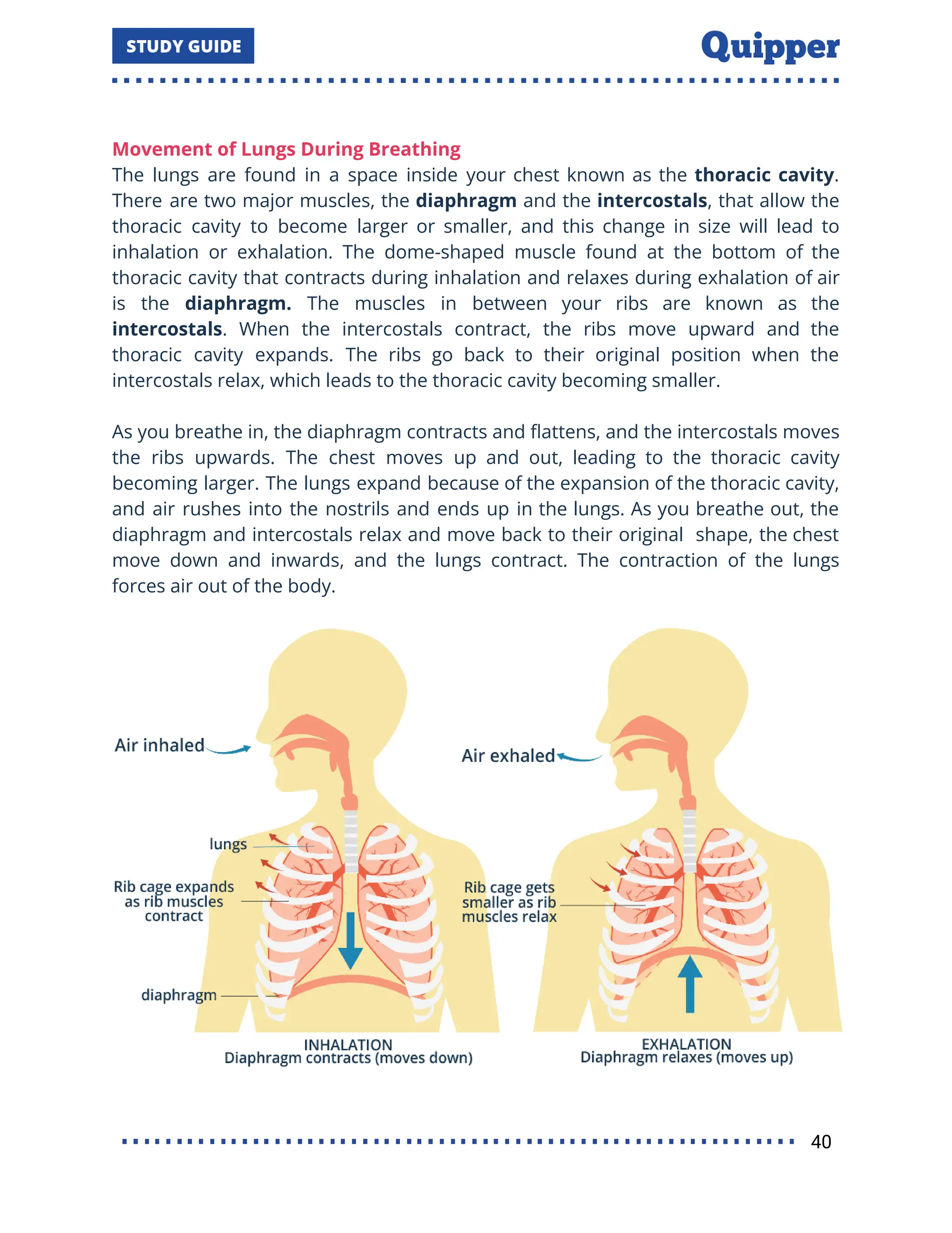 Movement of Lungs During Breathing
The lungs are found in a space inside your chest known as the thoracic cavity.
There are two major muscles, the diaphragm and the intercostals, that allow the
thoracic cavity to become larger or smaller, and this change in size will lead to
inhalation or exhalation. The dome-shaped muscle found at the bottom of the
thoracic cavity that contracts during inhalation and relaxes during exhalation of air
is the diaphragm. The muscles in between your ribs are known as the
intercostals. When the intercostals contract, the ribs move upward and the
thoracic cavity expands. The ribs go back to their original position when the
intercostals relax, which leads to the thoracic cavity becoming smaller.
As you breathe in, the diaphragm contracts and ﬂattens, and the intercostals moves
the ribs upwards. The chest moves up and out, leading to the thoracic cavity
becoming larger. The lungs expand because of the expansion of the thoracic cavity,
and air rushes into the nostrils and ends up in the lungs. As you breathe out, the
diaphragm and intercostals relax and move back to their original shape, the chest
move down and inwards, and the lungs contract. The contraction of the lungs
forces air out of the body.
40
 