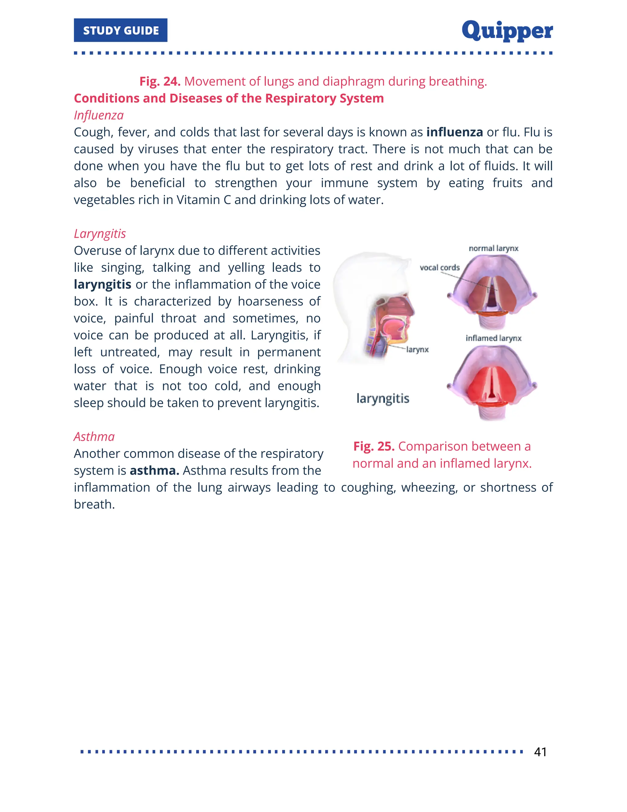 Fig. 24. Movement of lungs and diaphragm during breathing.
Conditions and Diseases of the Respiratory System
Inﬂuenza
Cough, fever, and colds that last for several days is known as inﬂuenza or ﬂu. Flu is
caused by viruses that enter the respiratory tract. There is not much that can be
done when you have the ﬂu but to get lots of rest and drink a lot of ﬂuids. It will
also be beneﬁcial to strengthen your immune system by eating fruits and
vegetables rich in Vitamin C and drinking lots of water.
Laryngitis
Overuse of larynx due to diﬀerent activities
like singing, talking and yelling leads to
laryngitis or the inﬂammation of the voice
box. It is characterized by hoarseness of
voice, painful throat and sometimes, no
voice can be produced at all. Laryngitis, if
left untreated, may result in permanent
loss of voice. Enough voice rest, drinking
water that is not too cold, and enough
sleep should be taken to prevent laryngitis.
Asthma
Another common disease of the respiratory
system is asthma. Asthma results from the
inﬂammation of the lung airways leading to coughing, wheezing, or shortness of
breath.
41
 