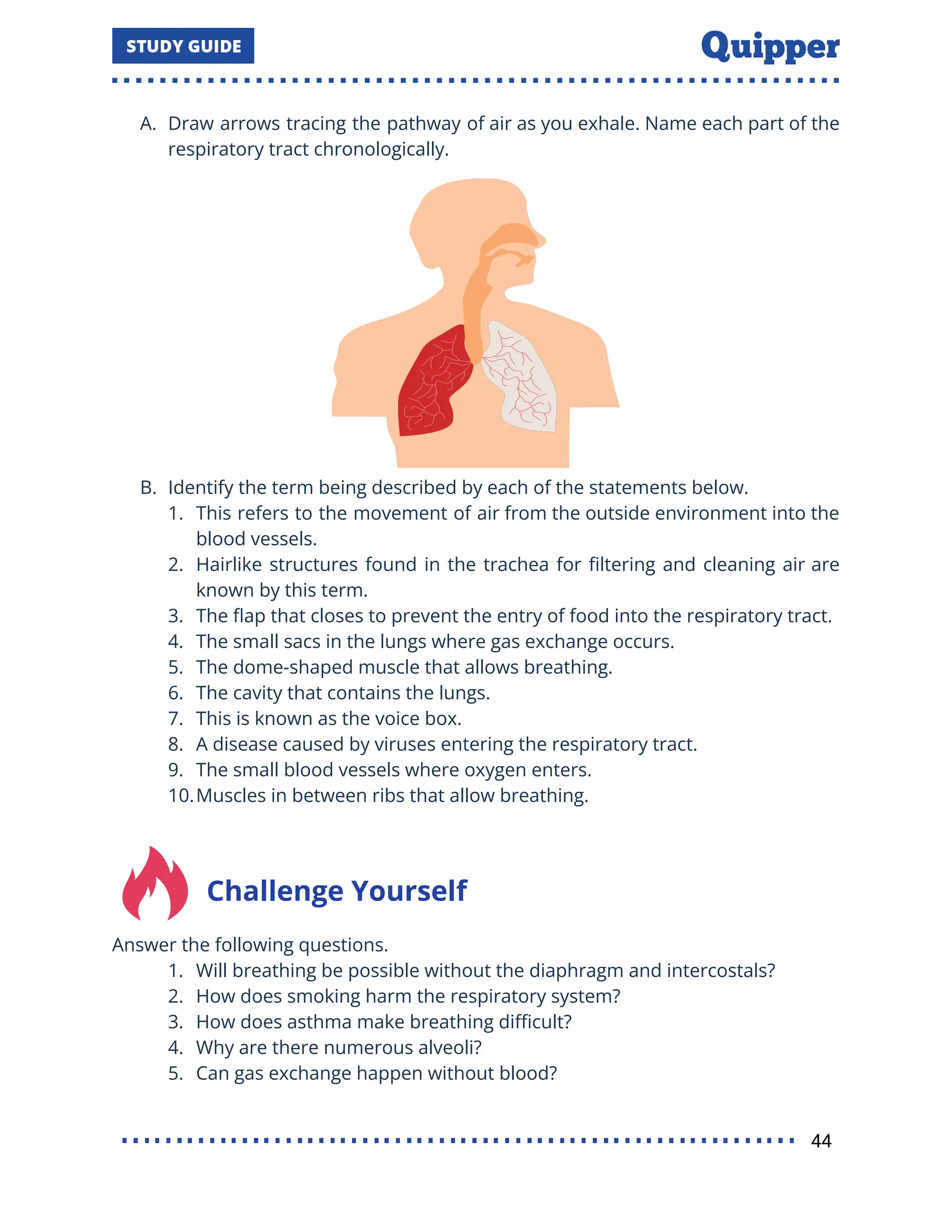 A. Draw arrows tracing the pathway of air as you exhale. Name each part of the
respiratory tract chronologically.
B. Identify the term being described by each of the statements below.
1. This refers to the movement of air from the outside environment into the
blood vessels.
2. Hairlike structures found in the trachea for ﬁltering and cleaning air are
known by this term.
3. The ﬂap that closes to prevent the entry of food into the respiratory tract.
4. The small sacs in the lungs where gas exchange occurs.
5. The dome-shaped muscle that allows breathing.
6. The cavity that contains the lungs.
7. This is known as the voice box.
8. A disease caused by viruses entering the respiratory tract.
9. The small blood vessels where oxygen enters.
10.Muscles in between ribs that allow breathing.
Challenge Yourself
Answer the following questions.
1. Will breathing be possible without the diaphragm and intercostals?
2. How does smoking harm the respiratory system?
3. How does asthma make breathing diﬃcult?
4. Why are there numerous alveoli?
5. Can gas exchange happen without blood?
44
 
