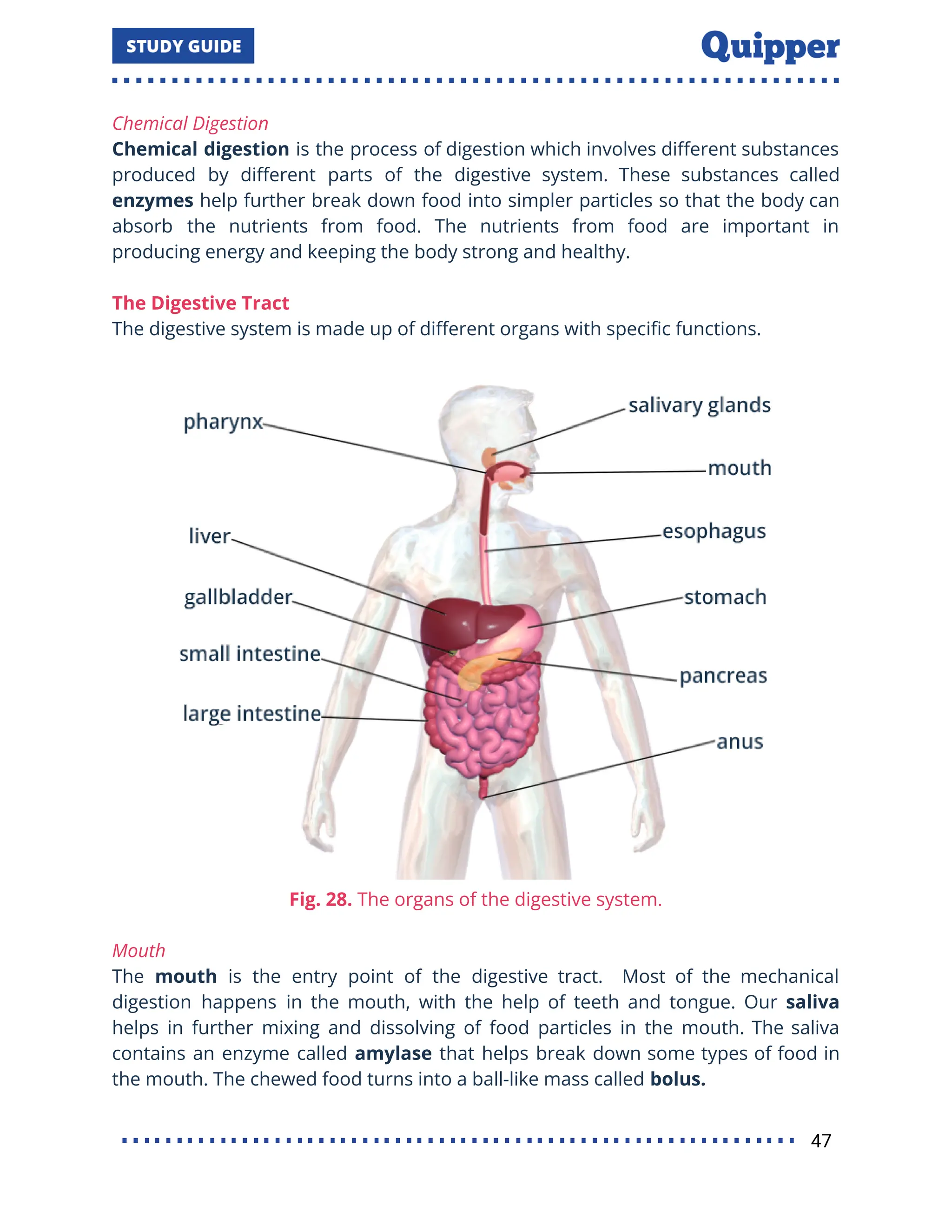 Chemical Digestion
Chemical digestion is the process of digestion which involves diﬀerent substances
produced by diﬀerent parts of the digestive system. These substances called
enzymes help further break down food into simpler particles so that the body can
absorb the nutrients from food. The nutrients from food are important in
producing energy and keeping the body strong and healthy.
The Digestive Tract
The digestive system is made up of diﬀerent organs with speciﬁc functions.
Fig. 28. The organs of the digestive system.
Mouth
The mouth is the entry point of the digestive tract. Most of the mechanical
digestion happens in the mouth, with the help of teeth and tongue. Our saliva
helps in further mixing and dissolving of food particles in the mouth. The saliva
contains an enzyme called amylase that helps break down some types of food in
the mouth. The chewed food turns into a ball-like mass called bolus.
47
 