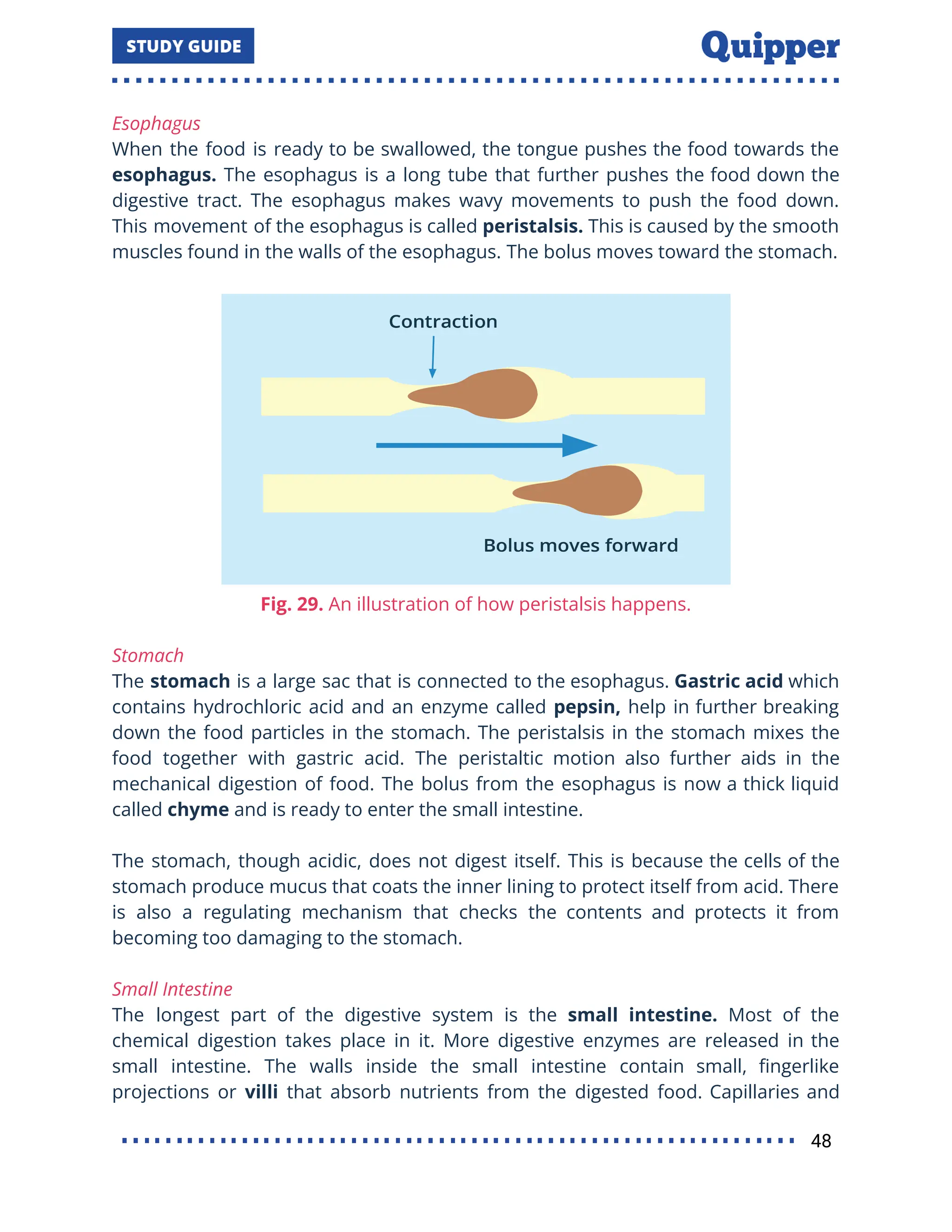 Esophagus
When the food is ready to be swallowed, the tongue pushes the food towards the
esophagus. The esophagus is a long tube that further pushes the food down the
digestive tract. The esophagus makes wavy movements to push the food down.
This movement of the esophagus is called peristalsis. This is caused by the smooth
muscles found in the walls of the esophagus. The bolus moves toward the stomach.
Fig. 29. An illustration of how peristalsis happens.
Stomach
The stomach is a large sac that is connected to the esophagus. Gastric acid which
contains hydrochloric acid and an enzyme called pepsin, help in further breaking
down the food particles in the stomach. The peristalsis in the stomach mixes the
food together with gastric acid. The peristaltic motion also further aids in the
mechanical digestion of food. The bolus from the esophagus is now a thick liquid
called chyme and is ready to enter the small intestine.
The stomach, though acidic, does not digest itself. This is because the cells of the
stomach produce mucus that coats the inner lining to protect itself from acid. There
is also a regulating mechanism that checks the contents and protects it from
becoming too damaging to the stomach.
Small Intestine
The longest part of the digestive system is the small intestine. Most of the
chemical digestion takes place in it. More digestive enzymes are released in the
small intestine. The walls inside the small intestine contain small, ﬁngerlike
projections or villi that absorb nutrients from the digested food. Capillaries and
48
 