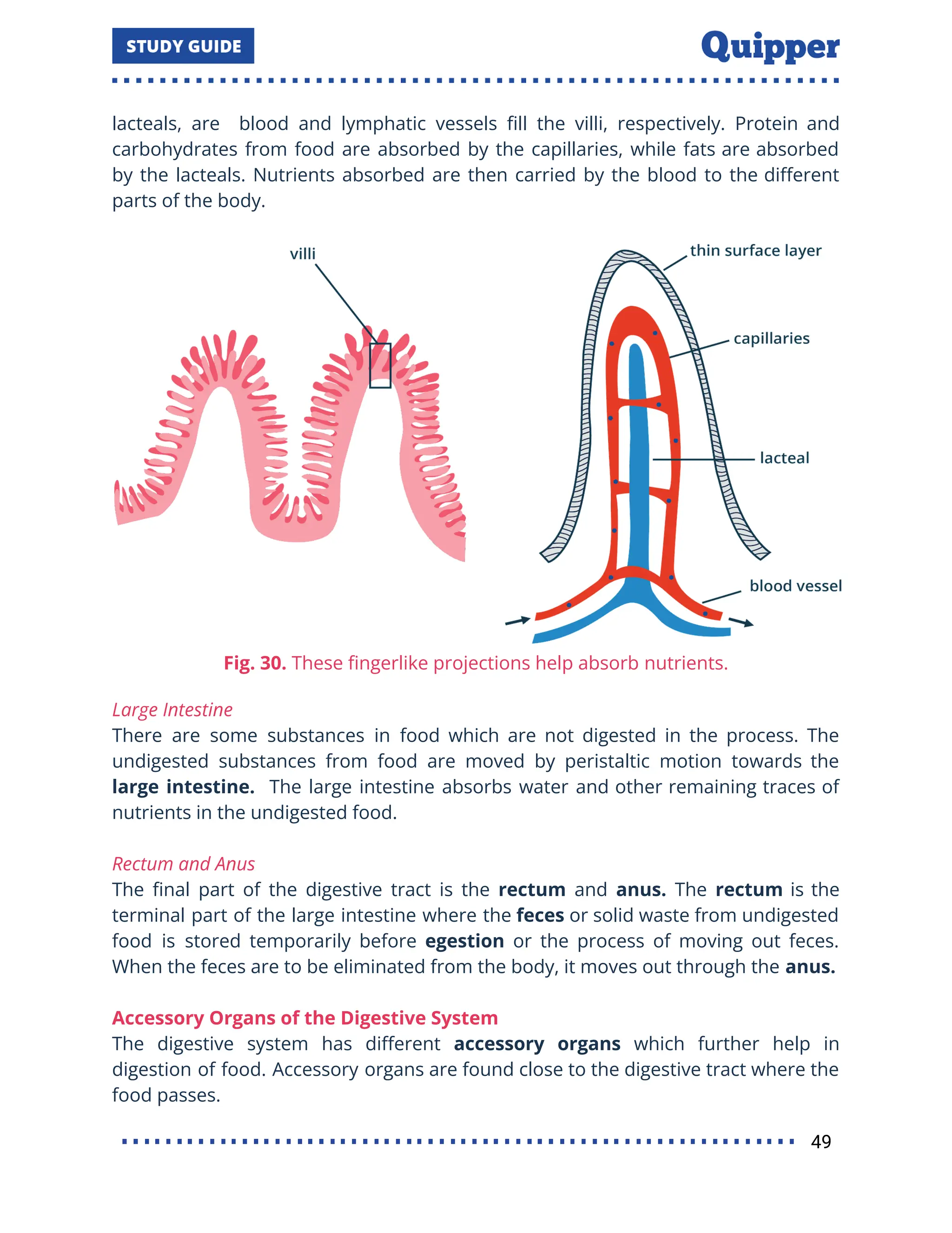 lacteals, are blood and lymphatic vessels ﬁll the villi, respectively. Protein and
carbohydrates from food are absorbed by the capillaries, while fats are absorbed
by the lacteals. Nutrients absorbed are then carried by the blood to the diﬀerent
parts of the body.
Fig. 30. These ﬁngerlike projections help absorb nutrients.
Large Intestine
There are some substances in food which are not digested in the process. The
undigested substances from food are moved by peristaltic motion towards the
large intestine. The large intestine absorbs water and other remaining traces of
nutrients in the undigested food.
Rectum and Anus
The ﬁnal part of the digestive tract is the rectum and anus. The rectum is the
terminal part of the large intestine where the feces or solid waste from undigested
food is stored temporarily before egestion or the process of moving out feces.
When the feces are to be eliminated from the body, it moves out through the anus.
Accessory Organs of the Digestive System
The digestive system has diﬀerent accessory organs which further help in
digestion of food. Accessory organs are found close to the digestive tract where the
food passes.
49
 