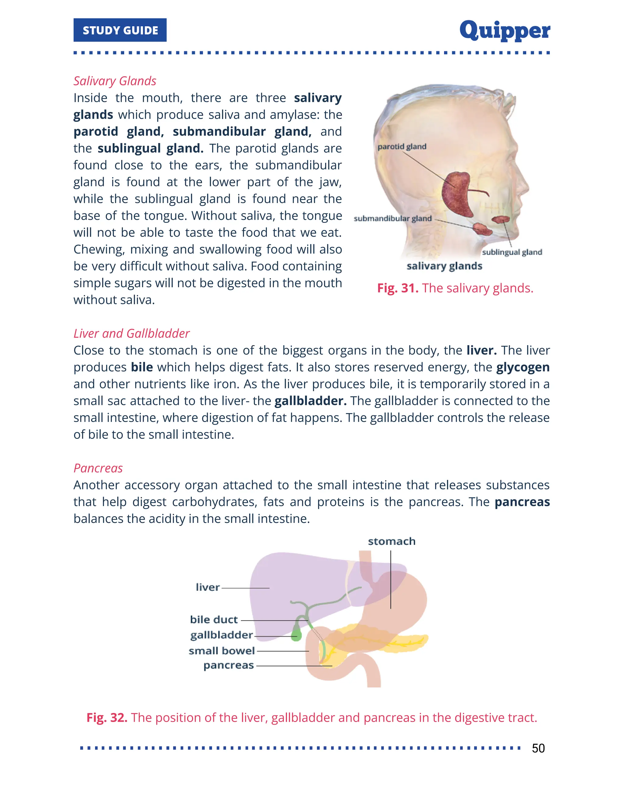 Salivary Glands
Inside the mouth, there are three salivary
glands which produce saliva and amylase: the
parotid gland, submandibular gland, and
the sublingual gland. The parotid glands are
found close to the ears, the submandibular
gland is found at the lower part of the jaw,
while the sublingual gland is found near the
base of the tongue. Without saliva, the tongue
will not be able to taste the food that we eat.
Chewing, mixing and swallowing food will also
be very diﬃcult without saliva. Food containing
simple sugars will not be digested in the mouth
without saliva.
Liver and Gallbladder
Close to the stomach is one of the biggest organs in the body, the liver. The liver
produces bile which helps digest fats. It also stores reserved energy, the glycogen
and other nutrients like iron. As the liver produces bile, it is temporarily stored in a
small sac attached to the liver- the gallbladder. The gallbladder is connected to the
small intestine, where digestion of fat happens. The gallbladder controls the release
of bile to the small intestine.
Pancreas
Another accessory organ attached to the small intestine that releases substances
that help digest carbohydrates, fats and proteins is the pancreas. The pancreas
balances the acidity in the small intestine.
Fig. 32. The position of the liver, gallbladder and pancreas in the digestive tract.
50
 