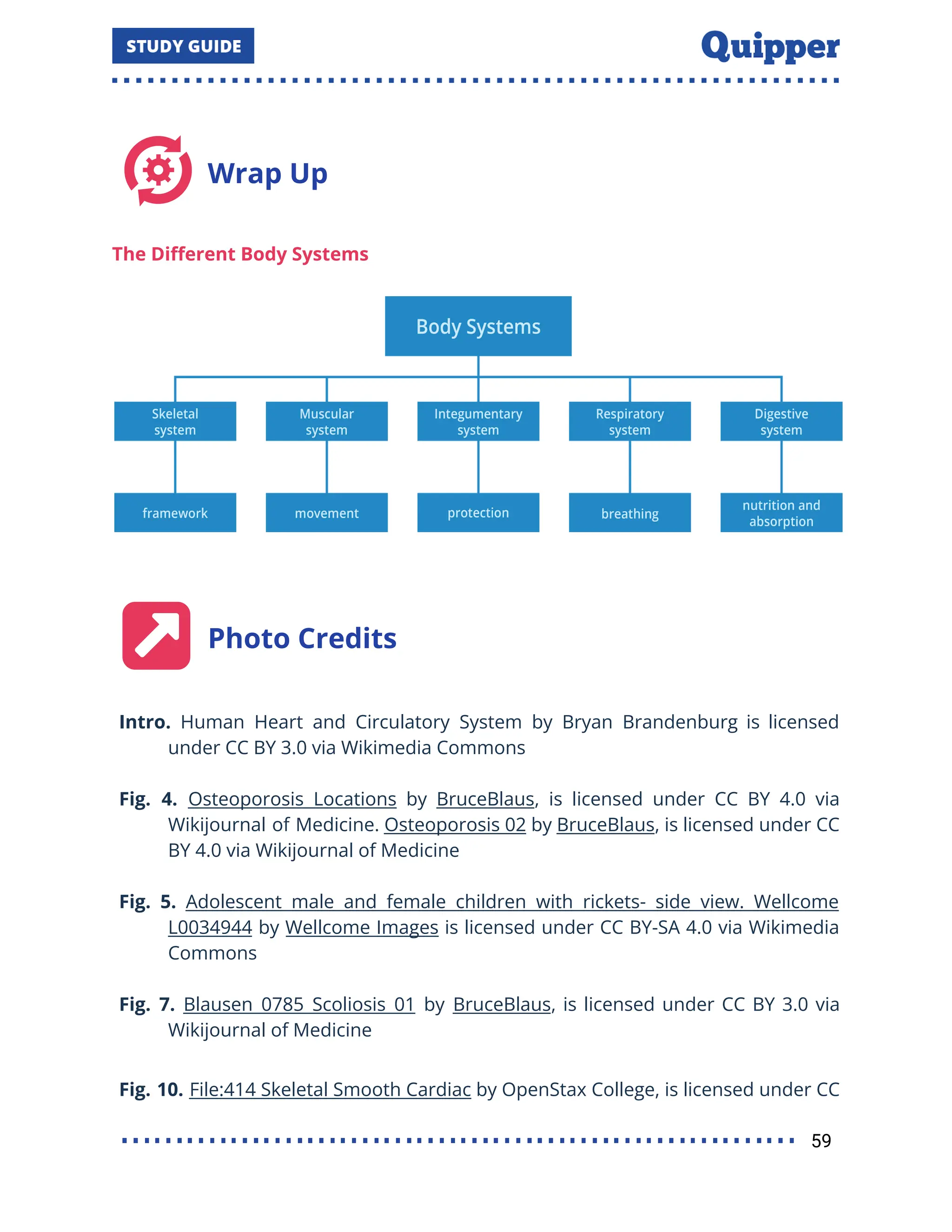 Wrap Up
The Diﬀerent Body Systems
Photo Credits
Intro. Human Heart and Circulatory System by Bryan Brandenburg is licensed
under CC BY 3.0 via Wikimedia Commons
Fig. 4. Osteoporosis Locations by BruceBlaus, is licensed under CC BY 4.0 via
Wikijournal of Medicine. Osteoporosis 02 by BruceBlaus, is licensed under CC
BY 4.0 via Wikijournal of Medicine
Fig. 5. Adolescent male and female children with rickets- side view. Wellcome
L0034944 by Wellcome Images is licensed under CC BY-SA 4.0 via Wikimedia
Commons
Fig. 7. Blausen 0785 Scoliosis 01 by BruceBlaus, is licensed under CC BY 3.0 via
Wikijournal of Medicine
Fig. 10. File:414 Skeletal Smooth Cardiac by OpenStax College, is licensed under CC
59
 