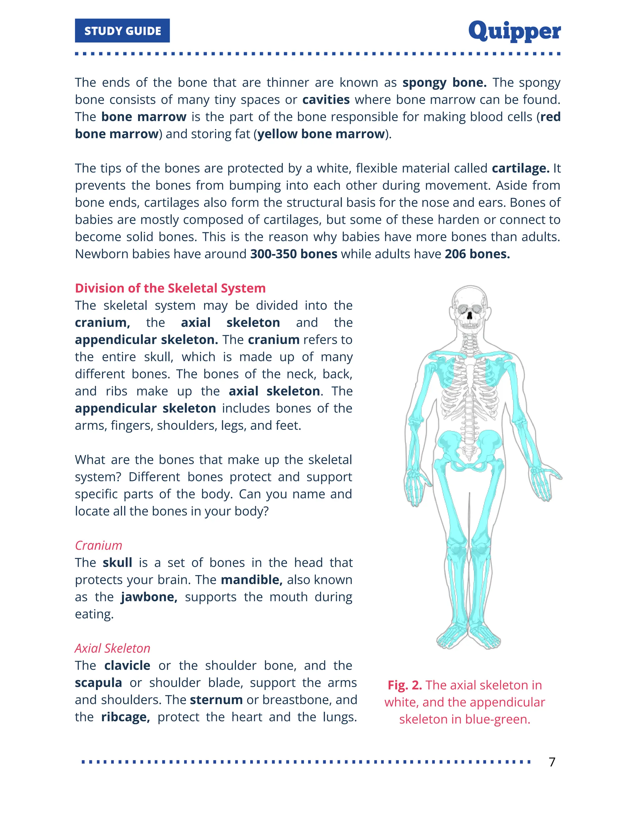 The ends of the bone that are thinner are known as spongy bone. The spongy
bone consists of many tiny spaces or cavities where bone marrow can be found.
The bone marrow is the part of the bone responsible for making blood cells (red
bone marrow) and storing fat (yellow bone marrow).
The tips of the bones are protected by a white, ﬂexible material called cartilage. It
prevents the bones from bumping into each other during movement. Aside from
bone ends, cartilages also form the structural basis for the nose and ears. Bones of
babies are mostly composed of cartilages, but some of these harden or connect to
become solid bones. This is the reason why babies have more bones than adults.
Newborn babies have around 300-350 bones while adults have 206 bones.
Division of the Skeletal System
The skeletal system may be divided into the
cranium, the axial skeleton and the
appendicular skeleton. The cranium refers to
the entire skull, which is made up of many
diﬀerent bones. The bones of the neck, back,
and ribs make up the axial skeleton. The
appendicular skeleton includes bones of the
arms, ﬁngers, shoulders, legs, and feet.
What are the bones that make up the skeletal
system? Diﬀerent bones protect and support
speciﬁc parts of the body. Can you name and
locate all the bones in your body?
Cranium
The skull is a set of bones in the head that
protects your brain. The mandible, also known
as the jawbone, supports the mouth during
eating.
Axial Skeleton
The clavicle or the shoulder bone, and the
scapula or shoulder blade, support the arms
and shoulders. The sternum or breastbone, and
the ribcage, protect the heart and the lungs.
7
 