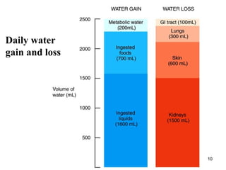 10
Daily water
gain and loss
 