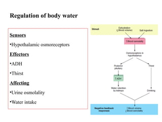 Regulation of body water
Sensors
•Hypothalamic osmoreceptors
Effectors
•ADH
•Thirst
Affecting
•Urine osmolality
•Water intake
 
