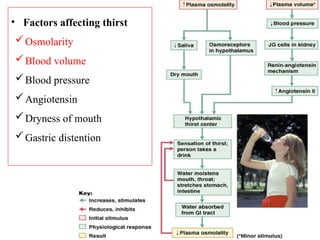 • Factors affecting thirst
Osmolarity
Blood volume
Blood pressure
Angiotensin
Dryness of mouth
Gastric distention
 