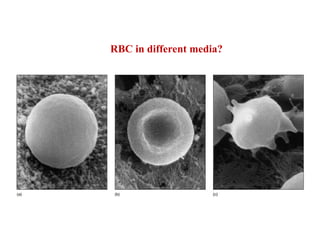 RBC in different media?
 