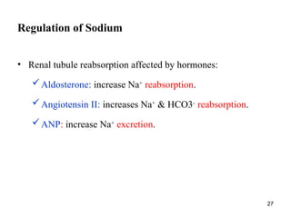 27
Regulation of Sodium
• Renal tubule reabsorption affected by hormones:
Aldosterone: increase Na+
reabsorption.
Angiotensin II: increases Na+
& HCO3-
reabsorption.
ANP: increase Na+
excretion.
 