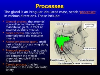 Parotid gland region anatomy powerpoint easy | PPT