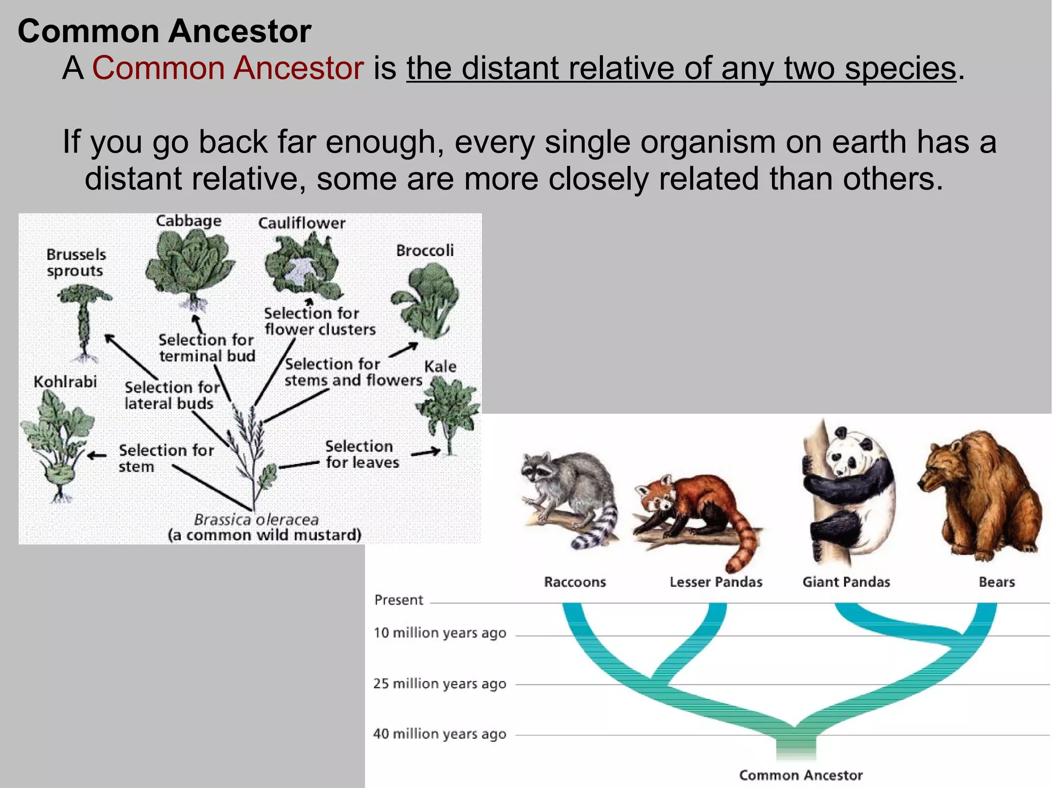 Common Ancestor
  A Common Ancestor is the distant relative of any two species.

  If you go back far enough, every single organism on earth has a
    distant relative, some are more closely related than others.
 