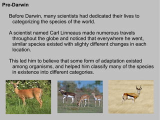 Pre-Darwin

  Before Darwin, many scientists had dedicated their lives to
   categorizing the species of the world.

  A scientist named Carl Linneaus made numerous travels
   throughout the globe and noticed that everywhere he went,
   similar species existed with slighty different changes in each
   location.

  This led him to believe that some form of adaptation existed
   among organisms, and helped him classify many of the species
   in existence into different categories.
 