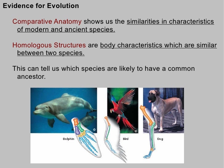 7th Grade Life Science - Evolution