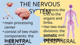04.02 Major Divisions and Parts of the Nervous System.pptx