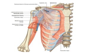 Axillar Ribs 04. ANATOMY OF THE UPPER LIMB - AXILLA REGION.pptx