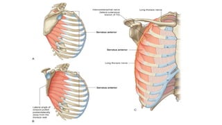 Axel Ribs 04. ANATOMY OF THE UPPER LIMB - AXILLA REGION.pptx