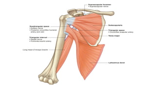 04. ANATOMY OF THE UPPER LIMB - AXILLA REGION.pptx