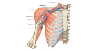 04. ANATOMY OF THE UPPER LIMB - AXILLA REGION.pptx