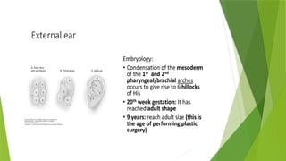 Comprehensive Overview of Diseases of the External Ear: Anatomy ...