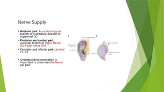Comprehensive Overview of Diseases of the External Ear: Anatomy ...