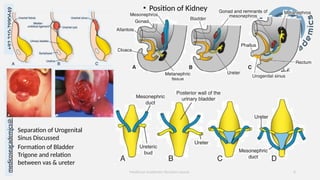 Special Embryology 2 by Medicose Academics | PPTX
