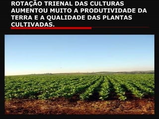 ROTAÇÃO TRIENAL DAS CULTURAS AUMENTOU MUITO A PRODUTIVIDADE DA TERRA E A QUALIDADE DAS PLANTAS CULTIVADAS. 