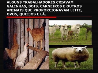 ALGUNS TRABALHADORES CRIAVAM GALINHAS, BOIS, CARNEIROS E OUTROS ANIMAIS QUE PROPORCIONAVAM LEITE, OVOS, QUEIJOS E LÃ. 