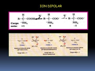 FORMA NO IÓNICA Y ZWITTERIÓNICA DE LOS AMINOÁCIDOSEL “ZWITTERION “ TIENE CARÁCTER ANFOTÉRICO PORQUE PUEDE ACTUAR COMO ÁCIDO  O COMO BASE. A ESTOS COMPUESTOS SE LES LLAMA ANFOLITOSEL pH AL CUAL UN AMINOÁCIDO TIENE CARGA NETA = 0  SE LE CONOCE COMO PUNTO  ó pH ISOELÉCTRIO; ES DECIR CUANDO ESTÁ COMO IÓN DIPOLAR O ZWITTERION (SAL INTERNA)