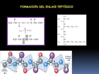 PUNTO ISOELÉCTRICO DE ALGUNAS PROTEÍNAS
