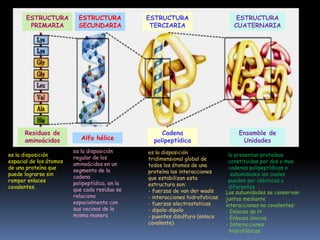 FORMACIÓN DEL ENLACE PEPTÍDICO